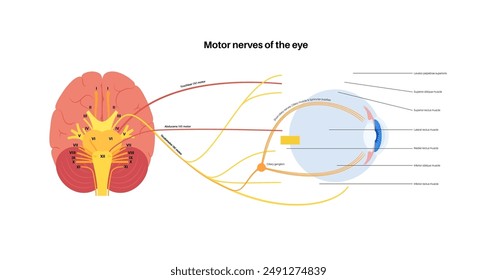 Póster de los nervios motores de la anatomía ocular. Abducens, nervios trocleares y oculomotores en el cerebro humano. Glándula ciliar y músculo, coordinen la posición de los ojos. Ilustración vectorial de funciones sensitivas y motoras