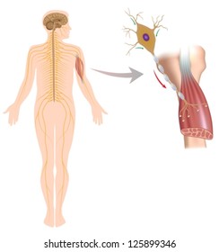 Motor Neuron Controls Muscle Movement