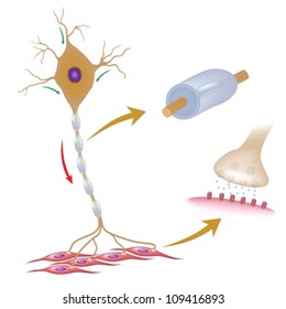 Motor neuron with details of myelin and synapse