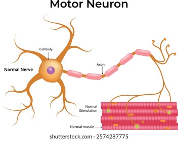 Motor Neuron Diagram Design Vector Illustration