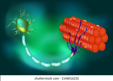 Motor Neuron Function. 