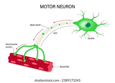 Neurona motora y estructura celular muscular. Unión neuromuscular. Acercamiento de la anatomía neuronal.