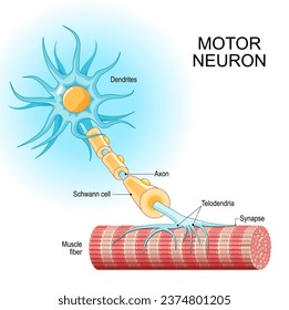 Motor neuron. Structure and anatomy of a efferent neuron. Close-up of a Muscle fiber, and motoneuron with Dendrites, Synapse, Telodendria, Axon, Schwann cell. Vector illustration