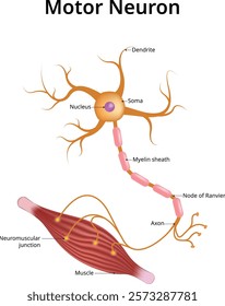 Motor neuron, Vector Illustration,m Nucleus, Soma, Dendrite, Myelin sheath, Node of Ranvier, Axon, Muscle,  Neuromuscular Junction.