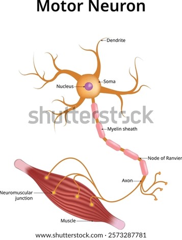 Motor neuron, Vector Illustration,m Nucleus, Soma, Dendrite, Myelin sheath, Node of Ranvier, Axon, Muscle,  Neuromuscular Junction.