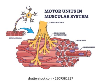 Motor units in muscular system with fibers neuron anatomy outline diagram. Labeled educational medical scheme with myofibril and muscle fiber closeup vector illustration. Nerve functional contraction svg