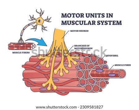 Motor units in muscular system with fibers neuron anatomy outline diagram. Labeled educational medical scheme with myofibril and muscle fiber closeup vector illustration. Nerve functional contraction