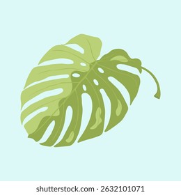 Folha de monstera verde mosqueada com recortes em um fundo azul, planta tropical.