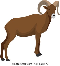 Mouflon animal, illustration, vector on white background