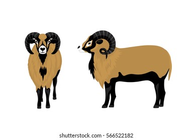 Mouflon sheep vector illustration , side and front view