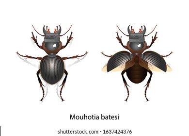 Mouhotia batesi is predator object vector  for graphic design,education,science,agricultion and art work.