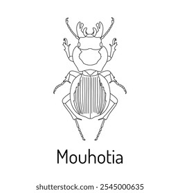 Mouhotia. Fauna para colorear. Boceto gráfico de un escarabajo aislado con título. Ilustración vectorial.