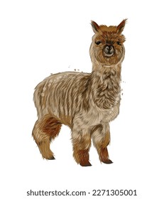 Mountain alpaca, lama from multicolored paints. Splash of watercolor, colored drawing, realistic. Vector illustration of paints