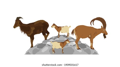 Mountain alps goats on rock on top of the hill vector illustration isolated on white background. Wild animal symbol. Ibex goat couple, male and female with goatling. Wildlife animal family in habitat.