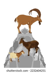 Bergalpenziegen auf Felsen auf der Hügel, Vektorgrafik einzeln auf weißem Hintergrund. Symbol für Wildtiere. Ibex Ziegenpaar, männlich und weiblich mit Ziegen. Tierfamilie in Lebensraum.