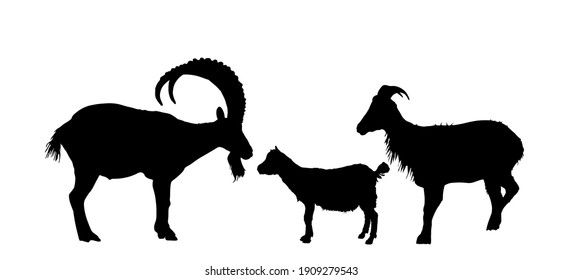 Mountain alps goats vector silhouette illustration isolated on white background. Wild animal symbol. Ibex goat couple, male and female with goatling. Wildlife animal family in natural habitat shadow.