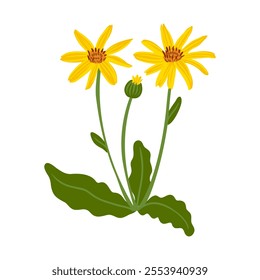 mountain arnica, field flower, vector drawing wild plants at white background, floral element, medicinal herb, hand drawn botanical illustration