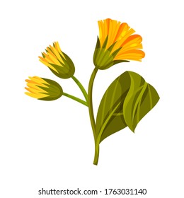 Mountain Arnica or Arnica Montana with Closed Large Yellow Flower Head and Veined Leaves Vector Illustration