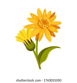 Mountain Arnica or Arnica Montana with Large Yellow Flower Head and Veined Leaves Vector Illustration