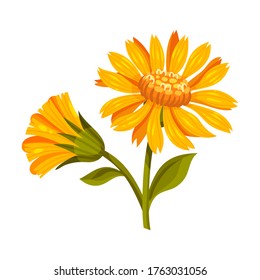 Mountain Arnica or Arnica Montana with Large Yellow Flower Head and Veined Leaves Vector Illustration