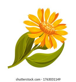 Mountain Arnica or Arnica Montana with Large Yellow Flower Head and Veined Leaves Vector Illustration