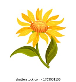 Mountain Arnica or Arnica Montana with Large Yellow Flower Head and Veined Leaves Vector Illustration