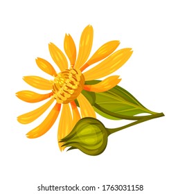 Mountain Arnica or Arnica Montana with Large Yellow Flower Head and Veined Leaves Vector Illustration