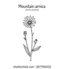 Mountain arnica, or wolfs bane (Arnica montana), medicinal plant. Hand drawn botanical vector illustration