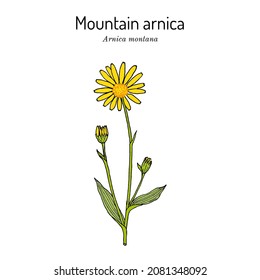 Mountain arnica, or wolfs bane (Arnica montana), medicinal plant. Hand drawn botanical vector illustration