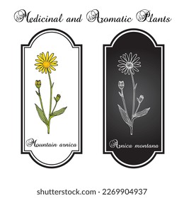 Mountain arnica, or wolfs bane (Arnica montana), medicinal plant. Hand drawn botanical vector illustration