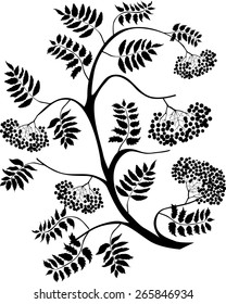 Mountain ash