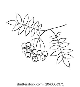 Mountain ash branch silhouette. Vector illustration isolated on white background.