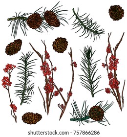 Mountain ash branches, pine cones and fir-tree branches.  Vector illustration. Typography design elements for prints, cards, posters, products packaging, branding.