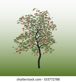 Mountain ash with green leaves and red berries on a gradient background