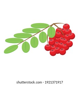 Mountain Ash Icon. Isometric Of Mountain Ash Vector Icon For Web Design Isolated On White Background