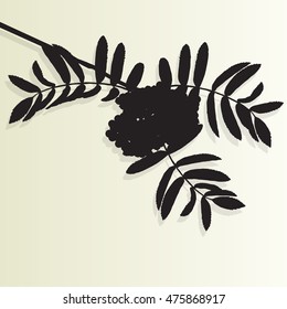 Mountain ash tree rowan berries tree branch leaves with berry vintage vector background