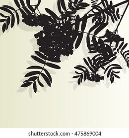 Mountain ash tree rowan berries tree branch leaves with berry vintage vector background