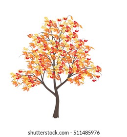 Mountain ash with yellow leaves and red berries