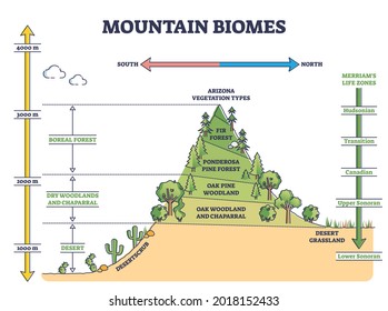 Mountain biomes with altitude and merriams life zones axis outline diagram. Educational climate and flora ecosystem description with labeled educational arizona vegetation types vector illustration. svg