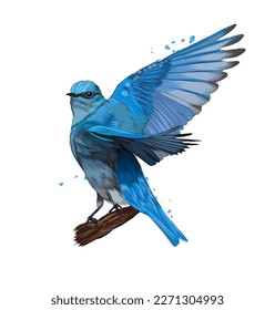 Mountain Bluebird from multicolored paints. Splash of watercolor, colored drawing, realistic. Vector illustration of paints