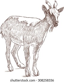 mountain goat