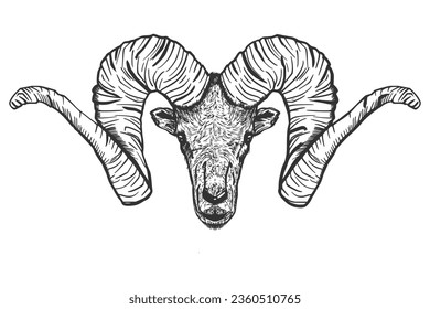 Mountain goat. Big horns. Sketch. Hand drawing. Isolated on a white background.