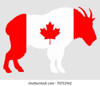 Mountain goat Canada