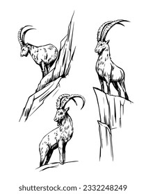 Bergziege, Ibex, Capricorn. Handgezeichnete Vektorgrafik