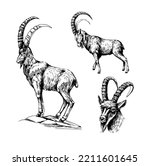 Mountain goat illustration, hand drawn vector sketch