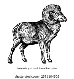 Mountain goat illustration. Mountain goat hand drawn illustration in vintage style. Goat drawing. Ram illustration