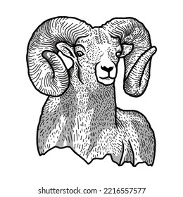 Mountain goat mascot with vector head of bighorn ram. Sport team mascot of isolated cartoon goat animal with angry face, large curved horns and red fur, strong aggressive mammal monster tattoo