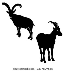 The mountain goat, scientifically known as Oreamnos americanus, is a remarkable and well-adapted species that thrives in rugged mountainous regions. With a dense.