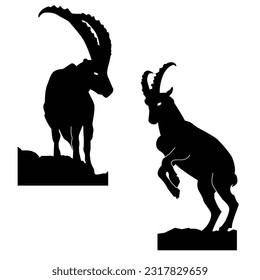 The mountain goat, scientifically known as Oreamnos americanus, is a remarkable and well-adapted species that thrives in rugged mountainous regions. With a dense.