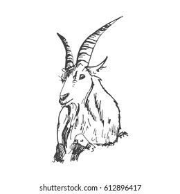 Mountain Goat  In Sketch Style